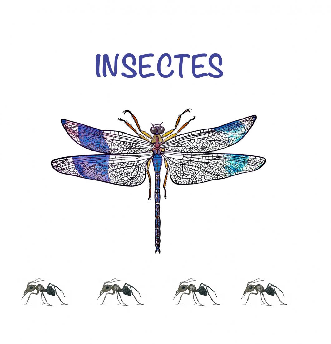 Carnet Insectes